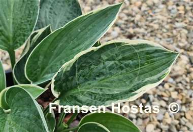 Hosta And You and I